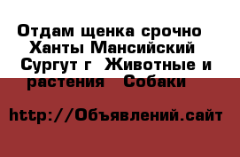 Отдам щенка срочно - Ханты-Мансийский, Сургут г. Животные и растения » Собаки   